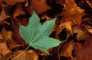 Fallen Leaf